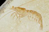 Bargain, Fossil Shrimp (Antrimpos) - Solnhofen Limestone #143788-1